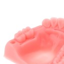 Modèle de dentition pour l'entraînement à la couture de points 4 pcs 3