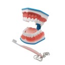 Modèle de la dentition humaine 1