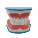 Modèle de la dentition humaine 2