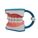 Modèle de la dentition humaine 3