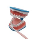 Modèle de la dentition humaine 4