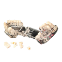 Modèle transparent de la dentition humaine 6