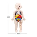 Modello Montessori del corpo umano 18x10 cm Giocattolo educativo in plastica Anatomia degli organi Set educativo scientifico per bambini Strumenti educativi medici 3