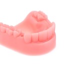 Modelo de boca para prática de costura de pontos 2 pcs 4