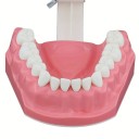 Modelo de cavidad bucal 7,6 x 6,1 cm Herramienta educativa para la limpieza de dientes y la higiene dental Práctica de hilo dental Enseñanza 4