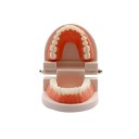 Modelo de dentes humanos P3810 5