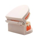 Modelo de dentes humanos P3810 6