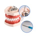 Modelo de ensino dental com 28 dentes Tipo padrão com gengiva macia removível Dentes removíveis para estudo de odontologia 3
