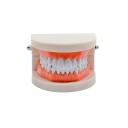 Modelo dental de laboratório 9 x 7,5 x 5,8 cm 28 dentes fixos com gengivas macias Modelo anatómico padrão da arcada dentária para demonstração 4