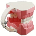 Modelul cavității bucale 7,6 x 6,1 cm Instrument educațional pentru curățarea dinților și igiena dentară Exercițiu cu ață dentară Învățarea copiilor 3
