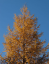 Modřín opadavý Larix decidua modřín evropský jehličnatý strom Snadné pěstování venku 75 ks semínek 2