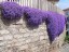 Modrofialová tarička Rock Cress Cascade letnička Lobelka previsnutá dekorácia balkónov a terás do kvetináča ľahké pestovanie semienka 600 ks 1