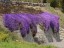 Modrofialová tarička Rock Cress Cascade letnička Lobelka previsnutá dekorácia balkónov a terás do kvetináča ľahké pestovanie semienka 600 ks 3