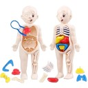 Montessori menselijk lichaam model 18x10cm educatief plastic speelgoed orgaan anatomie wetenschap educatieve kit voor kinderen medische educatieve hulpmiddelen 2