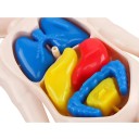 Montessori menselijk lichaam model 18x10cm educatief plastic speelgoed orgaan anatomie wetenschap educatieve kit voor kinderen medische educatieve hulpmiddelen 4