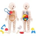 Montessori Model Corp Uman 18x10cm Jucărie Educațională din Plastic Organ Anatomie Știință Kit Educațional pentru Copii Instrumente Educaționale 2