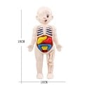 Montessori-Modell des menschlichen Körpers, 18 x 10 cm, pädagogisches Spielzeug aus Kunststoff, Organanatomie, Wissenschaft, pädagogisches Kit 3