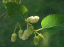 Morušovník biely Morus albumu malý opadavý strom Jednoduché pestovanie vonku 100 ks semienok 1