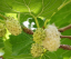Morušovník biely Morus albumu malý opadavý strom Jednoduché pestovanie vonku 100 ks semienok 2