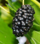 Morušovník černý Morus nigra moruše černá teplomilný strom Snadné pěstování venku 50 ks semínek 2
