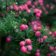 Mountain pinkberry Leptecophylla juniperina Dvoudomý keř Snadné pěstování venku 10 ks semínek 2