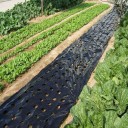Mulching skyddsfilm 5