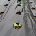 Mulching-suojakalvo 3