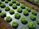 Mulčovací plachta na ochranu rostlin s předstříhanými otvory pro sázení rozměr 95 x 1000 cm černá proti plevelu na zeleninu a jahody 2