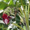 Musa acuminata ssp. acuminata siemeni 5 kpl Eksoottinen kasvi suurilla lehdillä ja punaisella kukalla Sisätiloihin ja kasvihuoneeseen 1