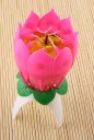 Musikalisk lotus 5