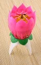 Musikalsk lotus 3