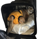 Mutandine per cagne Taglia XL Circonferenza vita regolabile 50-70 cm Mutandine protettive Lavabili Mutandine igieniche per cani 2