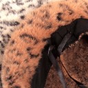 Naisten leopardibaretti 3