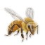 Naklejka na samochód pszczoła B490 1