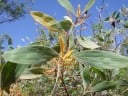 Nasiona Acacia holosericea, 50 szt., akacja z srebrzysto-szarozielonymi liśćmi i żółtymi kwiatostanami, sadzenie do donic, szklarni i ogrodów 2
