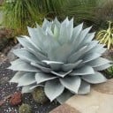 Nasiona Agave ovatifolia Giant, 10 szt., potężny sukulent z srebrzystoniebieskimi liśćmi, do sadzenia w ogrodzie, na tarasie i dla kolekcjonerów 1