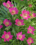 Nasiona Anemone multifida Rubra kolor różowy 25 szt. Zawilec rozwidlony Łatwy w uprawie 1
