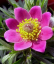 Nasiona Anemone multifida Rubra kolor różowy 25 szt. Zawilec rozwidlony Łatwy w uprawie 2