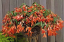 Nasiona Begonia boliviensis 700 szt. Nasiona Begoni Boliwijskiej Łatwe w uprawie 1