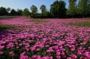 Nasiona Carpobrotus edulis 20 szt sukulent kosmatec jadalny różowe kwiaty roślina ozdobna pokrywowa do skalek i pojemników 3