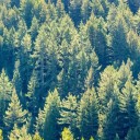 Nasiona douglaski Pseudotsuga menziesii 10 szt Stálezeleny iglasty z zielonymi igłami Do ogrodu i uprawy bonsai 3