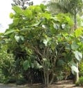 Nasiona Figowca Ficus Habrophylla 100 szt. Duże Zielone Liście Roślina Ozdobna Roślina Doniczkowa Bonsai Do Uprawy W Mieszkaniu I W Ogrodzie 1