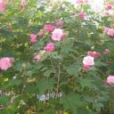 Nasiona Hibiskusa Hibiscus Mutabilis Hibiskus Promienny 10 sztuk Pełne Różowe Kwiaty Zielone Liście Roślina Ozdobna Do Doniczki I Na Ogród 2