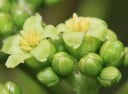 Nasiona Jatropha Curcas Jatrofa Czarny 5 szt Zielone Owoce Zielone Liście Roślina Ciepłolubna Do Doniczki I Zimowego Ogrodu Uprawa Z Nasion 2