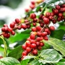 Nasiona kawowca arabskiego Coffea arabica Obatã 5 sztuk brazylijska odmiana kawy do uprawy w domu w pokoju lub ogrodzie zimowym 2