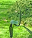 Nasiona kobrzy Arisaema tortuosum, 5 szt., byliny z pstrokatymi owocami, sadzenie dla kolekcjonerów i cienistych ogrodów 4