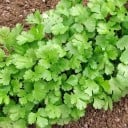 Nasiona kolendry siewnej Coriandrum sativum 100 sztuk aromatyczna zioła do kuchni do uprawy w ogrodzie i w doniczce na oknie 4