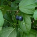 Nasiona mučenki Passiflora suberosa 5 sztuk Drobnokwiatowa pnącza z zielono-żółtymi kwiatami Do szklarni i na podporę w pokoju 2
