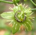 Nasiona mučenki Passiflora suberosa 5 sztuk Drobnokwiatowa pnącza z zielono-żółtymi kwiatami Do szklarni i na podporę w pokoju 3