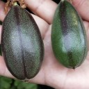 Nasiona mučenki Passiflora tripartita 5 szt. Andzka pnąca roślina taxo z różowymi kwiatami i jadalnymi owocami Do szklarni i na podporę 4